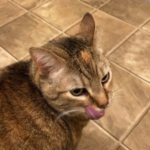 Meet your Posher, Abbie